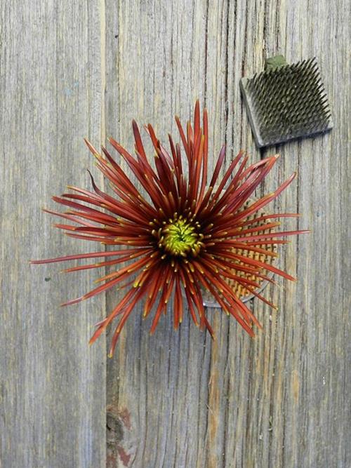 CHISPA BRONZE SPIDER MUMS
